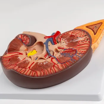 3X Išsiplėtusios Inkstų Modelis kraujagyslės, Arterijos ir Venos Cortex, Medulla, Piramidės su Gaurelių Modelis Šlapimo Sistemos Anatomija