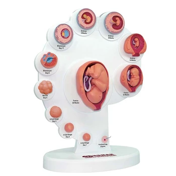 4D Žmogaus Embriono Vystymosi Anatomijos Modelis Vaisiaus Augimo Organų Mokymo Alpinia Surinkti Žaislai