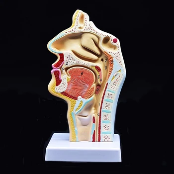 Žmogaus Anatominių Nosies Ertmę, Gerklės Anatomija Modelis Mokslas Klasėje Tyrimo Ekranas Mokymo Modelį