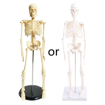 Žmogaus Skeleto Modelis Anatomija 17